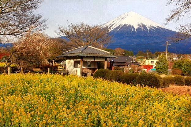 3月13日狩宿の下馬桜からの富士山 菜の花がイイ感じになってきましたね！