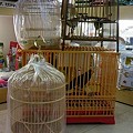 写真: 竹製小鳥カゴ。
円型入荷し...