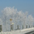 写真: 凍った木