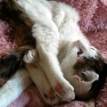 Photos: 猫フォルダをみてニヤニヤ。可愛かったよなぁぁ今も可愛いけど！