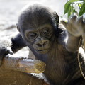 写真: リキ　上野動物園のニシゴリラの赤ちゃん　14022018