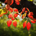 ハナミズキ（花水木） 紅葉