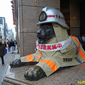写真: ライオン像のコスプレ 火災予防運動　12112018