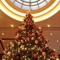 クリスマスツリー　20122019