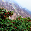 写真: 大山北壁＆キャラボクの赤い実 ♪