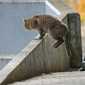 サンロード吉備路の猫ちゃんジャンプ ☆