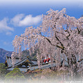 桜の写真　身延山　久遠寺