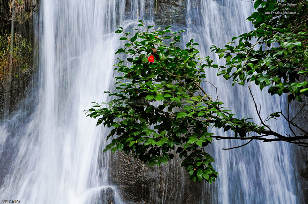 写真: ツバキの滝