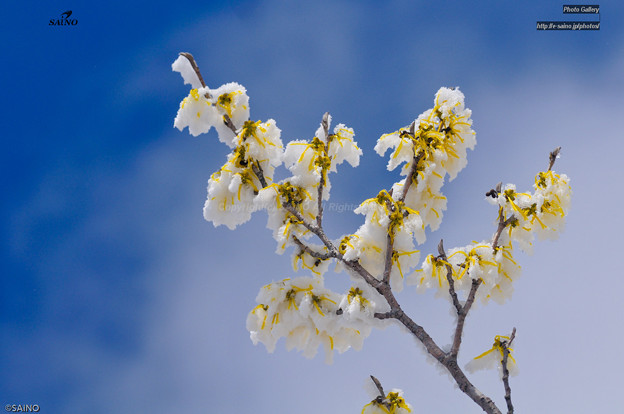 写真: マンサクの黄色い花
