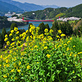 写真: 緑川ダム（熊本県美里町）