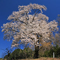 金目の大山桜