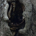 写真: アオバズク樹洞繁殖