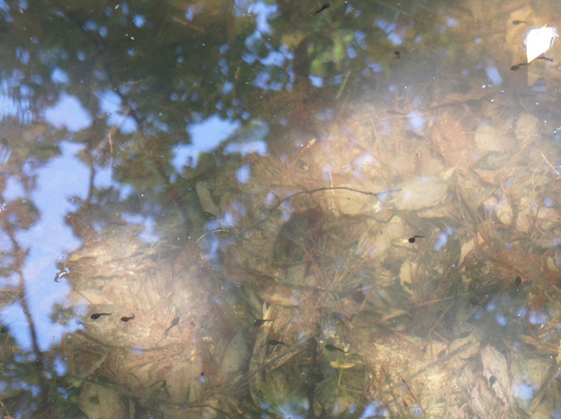 写真: 2016-5-1峯池のオタマジャクシヒキガエル
