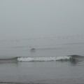 写真: 霧の朝 幕張海岸03