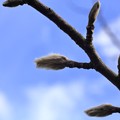 写真: 初冬のコブシ