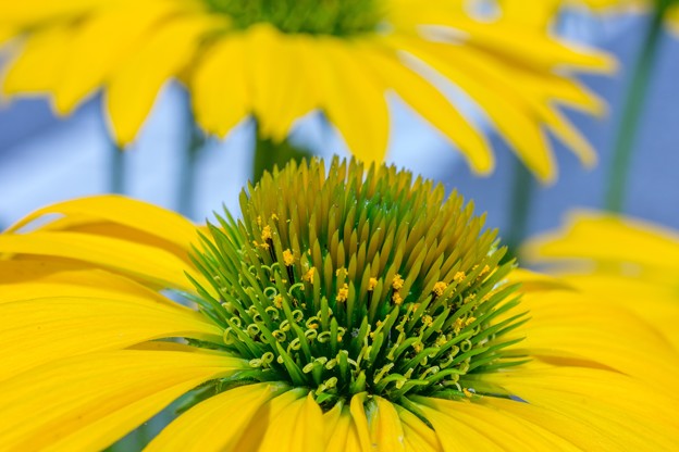 写真: 黄色い花