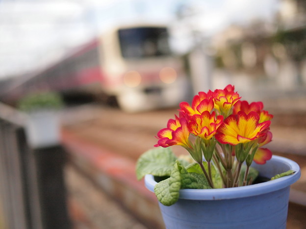 写真: 電車好きの花