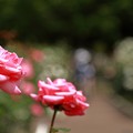 写真: Rose Garden