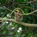 写真: 枝被りのミヤマホウジロ ♂