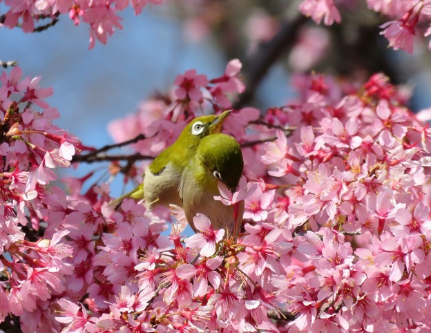 写真: 満開のおかめ桜に