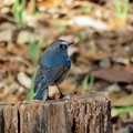 写真: 小鳥の森のルリビタキ