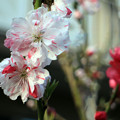 早春の花壇 03