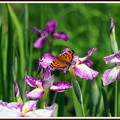 写真: 花菖蒲と蝶