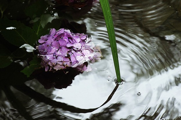写真: 溺れる紫陽花