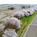 写真: 桜、上空の旅