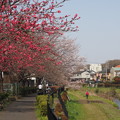 写真: 春の小川