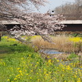 写真: 春の小川