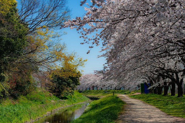 写真: 桜＠赤堀川