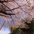 写真: 北根の久伊豆神社の桜＠鴻巣