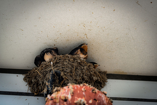写真: ツバメの巣＠熊谷