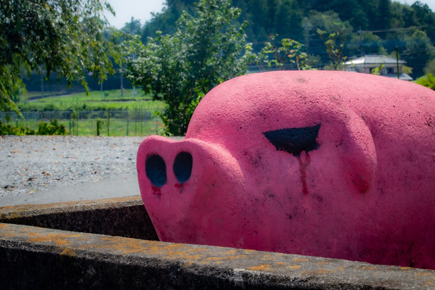 写真: ピンクな豚1＠嵐山