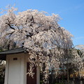 写真: 蓮照寺 一本桜
