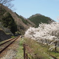 写真: 芸備線沿い桜並木