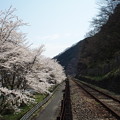 写真: 芸備線沿い桜並木?