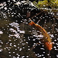 写真: 桜の池
