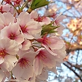 写真: 夕暮れ桜