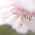 写真: 御会式桜