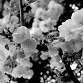 写真: おむかいさんの八重桜花160407