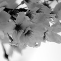 写真: 雨の大門桜