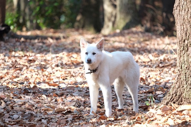 写真: 2015.01.17　瀬谷市民の森　白い犬