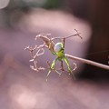 写真: 2015.02.04　瀬谷市民の森　ムラサキシキブにコハナグモ　老眼に若葉
