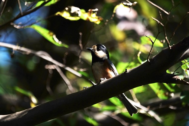 写真: 2015.10.28　瀬谷市民の森　エゴノキにヤマガラ