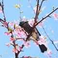 写真: 2017.03.03　和泉川　カワズザクラにヒヨドリ