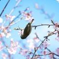 写真: 2017.03.03　和泉川　河津桜でメジロ