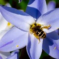 写真: 2017.04.05　追分市民の森　花韮にミツバチ