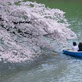 写真: 2017.04.06　千鳥ヶ淵　ボートで花見